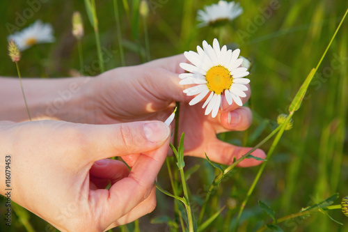 Female hands and flower of a chamomile