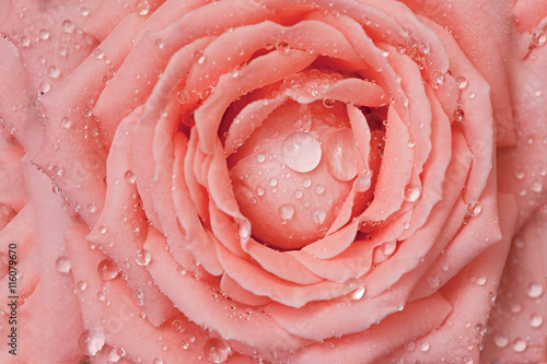 Drops of water on rose-petals