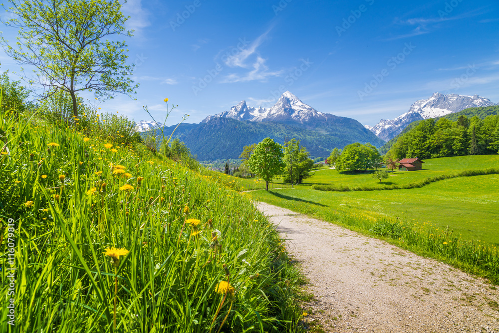 Idyllic landscape in the Alps with meadows and flowers - obrazy, fototapety, plakaty 