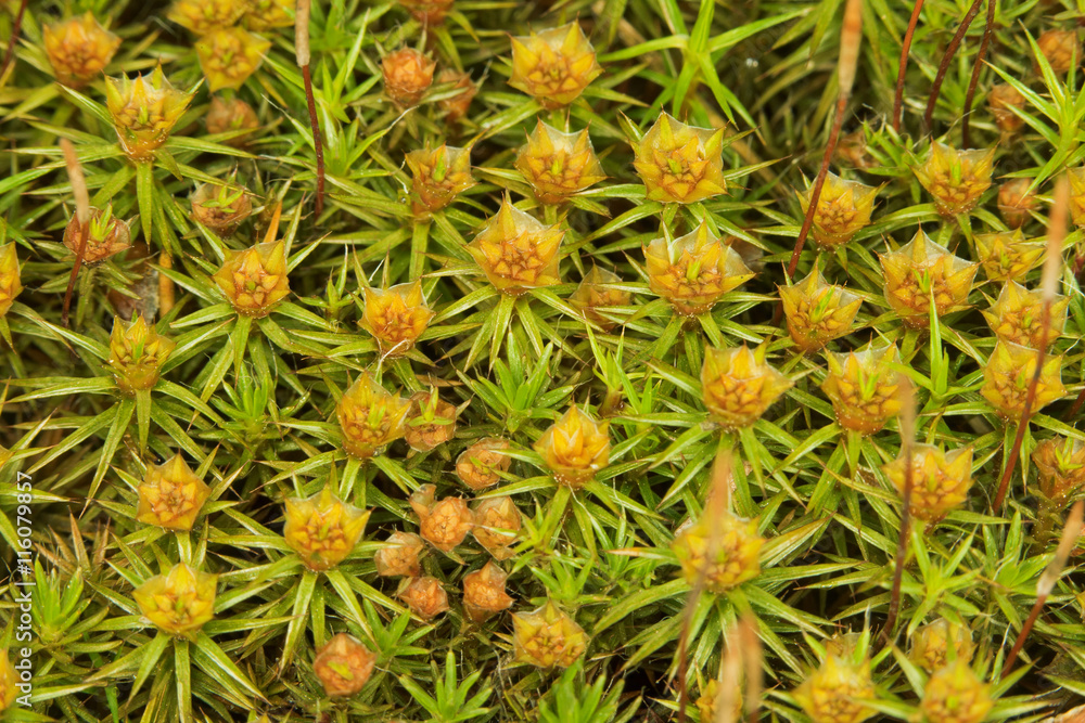Surface of bog in summer. Green moss. Surface of bog in summer. Green moss.