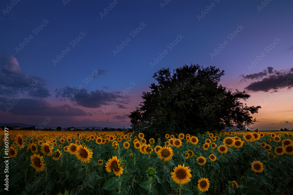 Fototapeta premium Sunflower field at sunset and dramatic sky