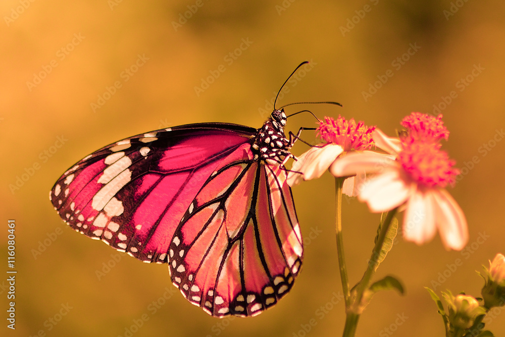 Fototapeta premium butterfly fly on flower