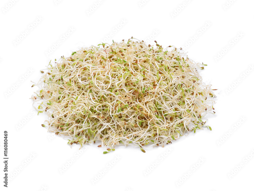 Sprouted alfalfa seeds on a white background Sprouted alfalfa seeds on a white background