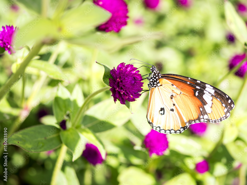Obraz premium Close up butterfly in Globe amaranth flower 1
