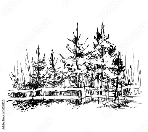 Trees sketch. Vector illustration.
