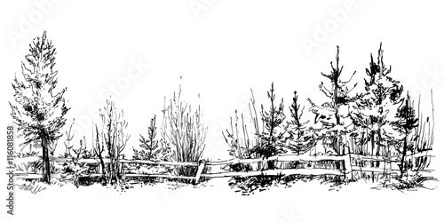 Trees sketch. Vector illustration.
