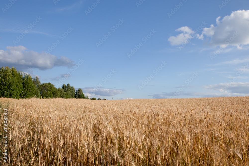 пшеничное поле в конце лета в России