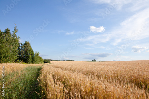 край пшеничного поля и заросшая дорога