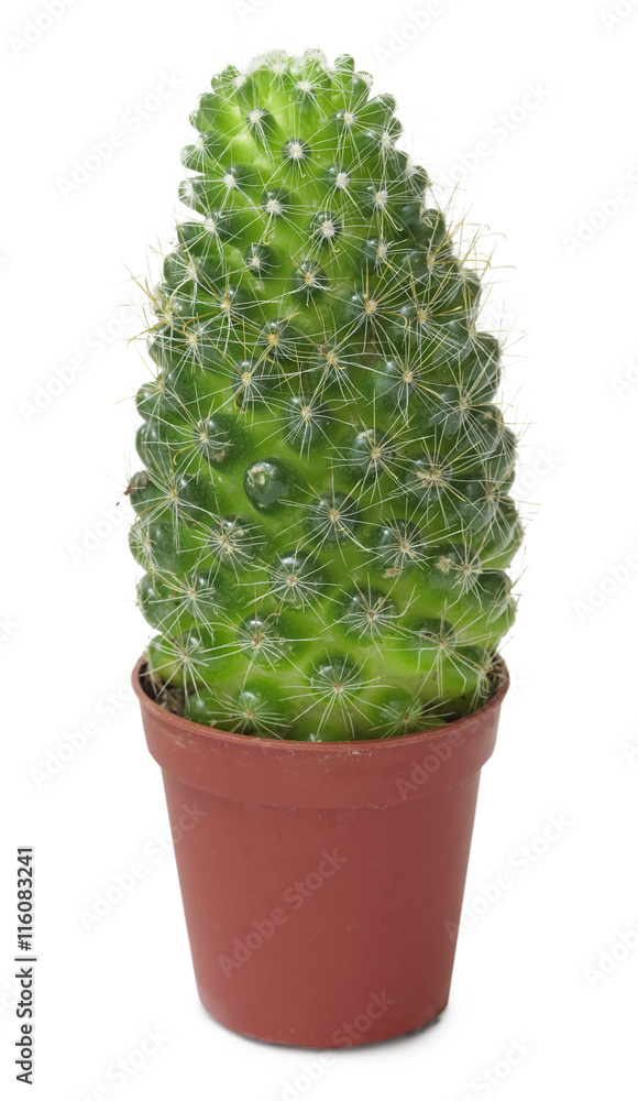 Small cactus in brown pot Small cactus in brown pot