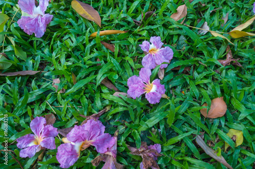 Yellow autumn pink flower on grass background textures