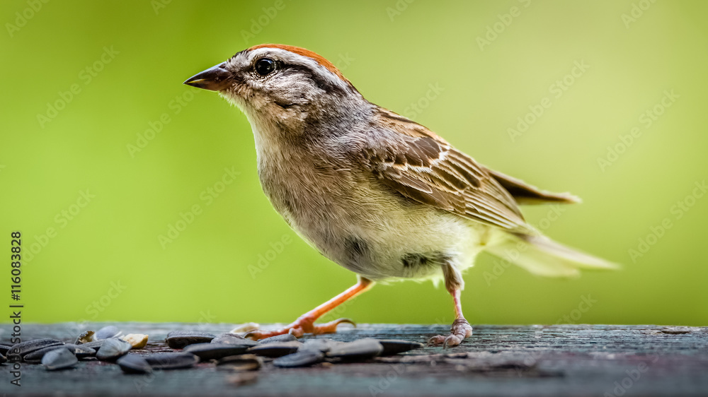Naklejka premium Immature swamp sparrow eating sunflower seeds on a railing isolated against a green background