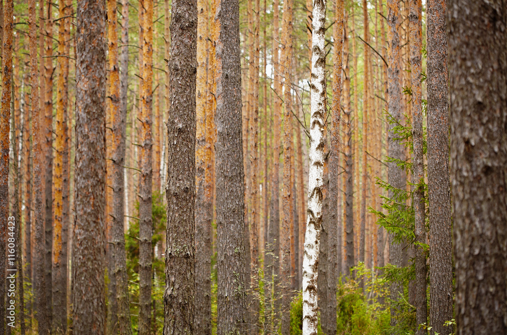 One birch among pine forest - background One birch among pine forest - background