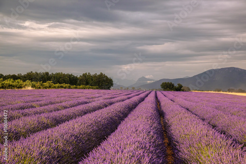 Provence with Lavender field at sunset, Valensole Plateau area in south of France