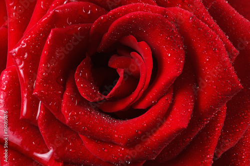 Red rose petal with drop