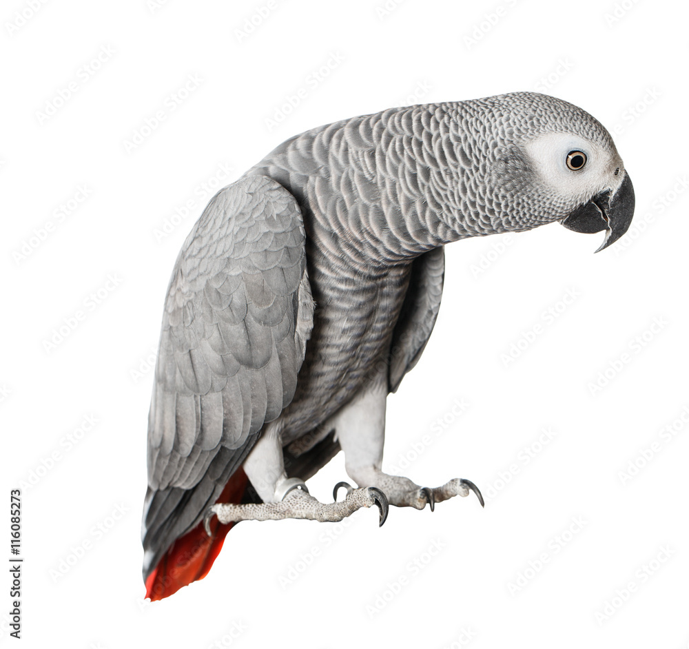 Fototapeta premium Gray parrot Jaco on a white background