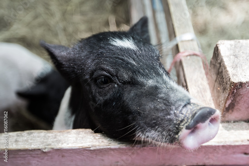 farm animal pig baby pet © akelomongkol