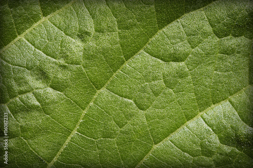 Natural background - leaf blade