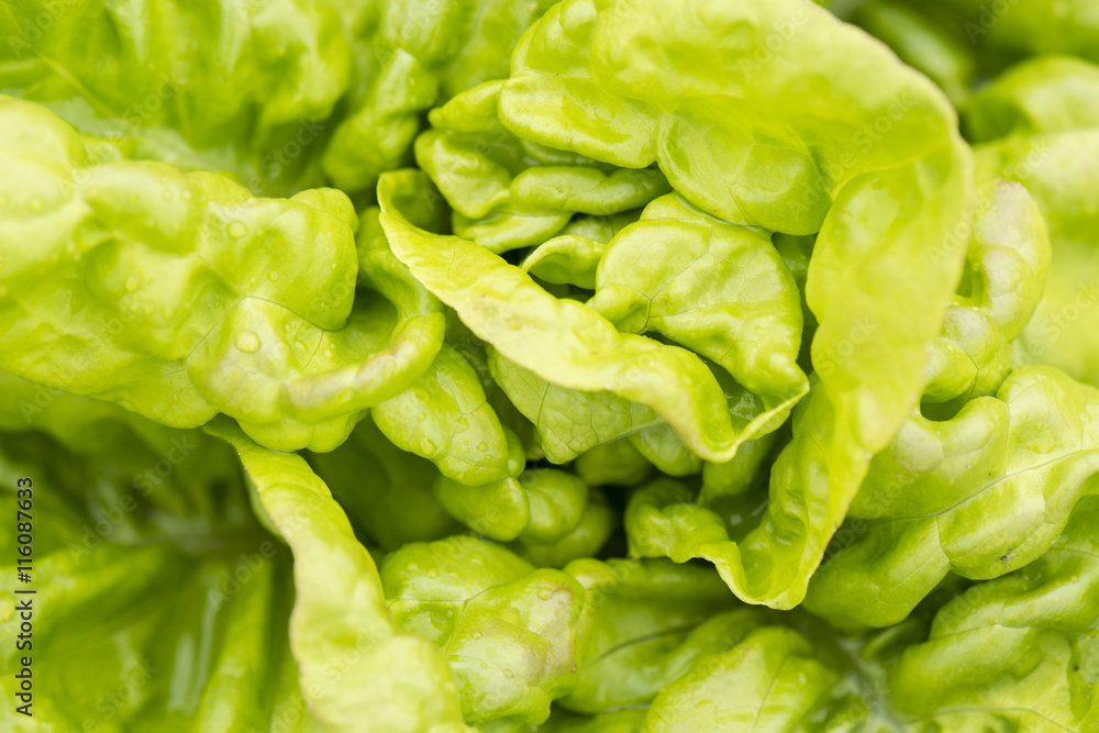 Lettuce in the field. Lettuce in the field.