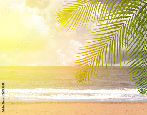 Coconut palm trees with sky background