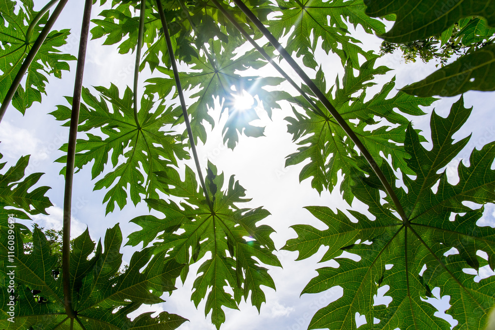 papaya leaves with sunlight and sky background