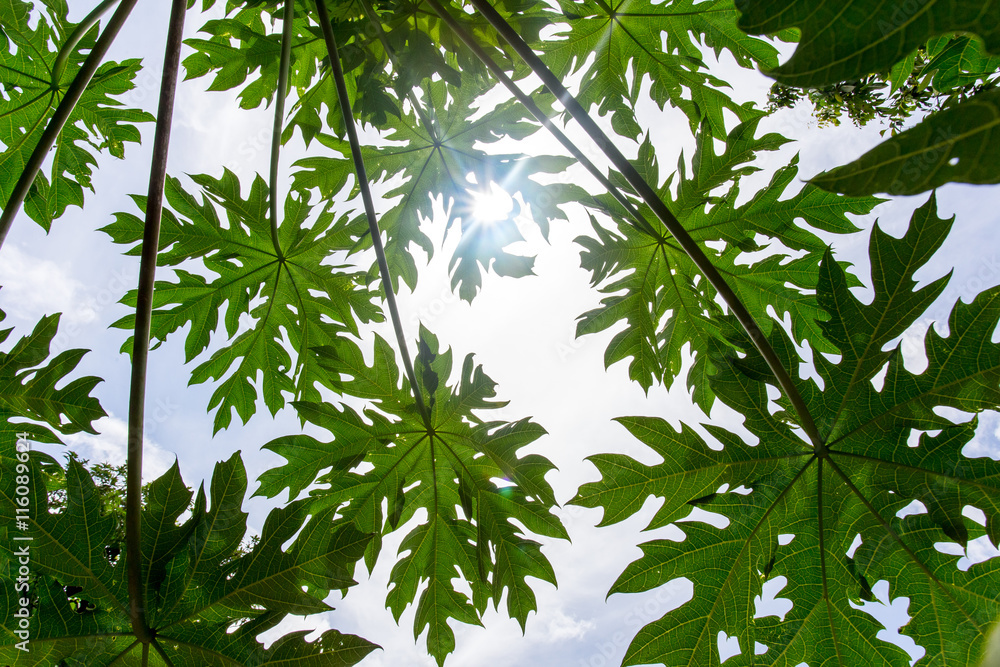 Naklejka premium papaya leaves with sunlight and sky background