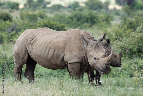 White rhinoceros or square-lipped rhinoceros