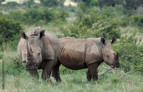 White rhinoceros or square-lipped rhinoceros  Ceratotherium simu