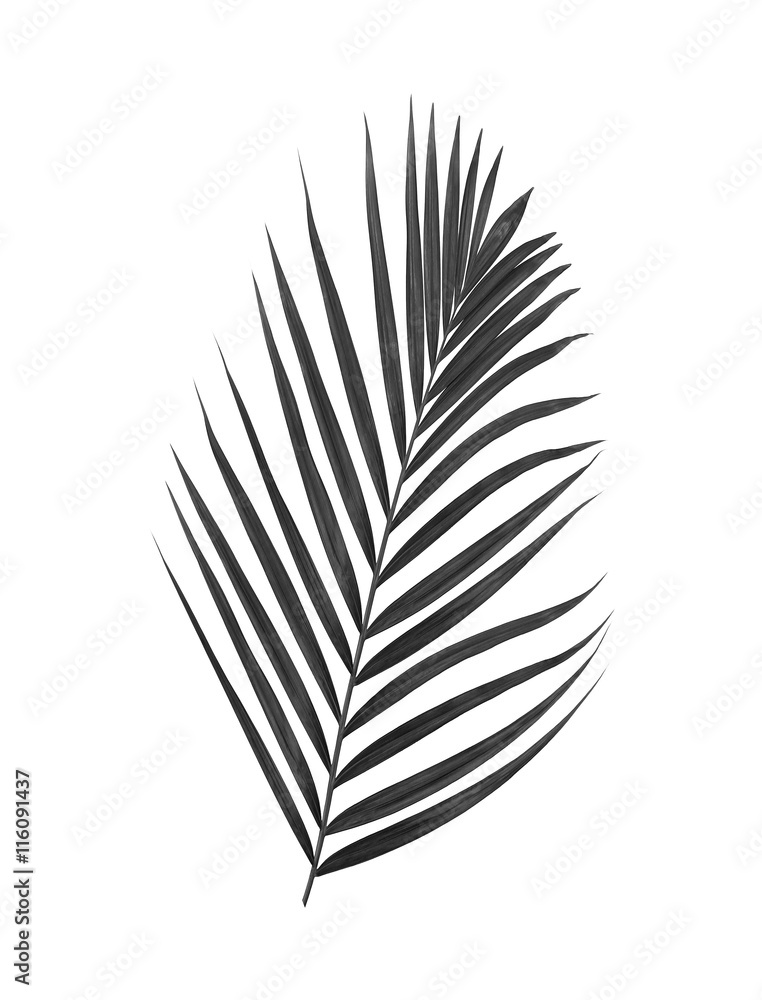 black leaves of palm tree isolated on white background