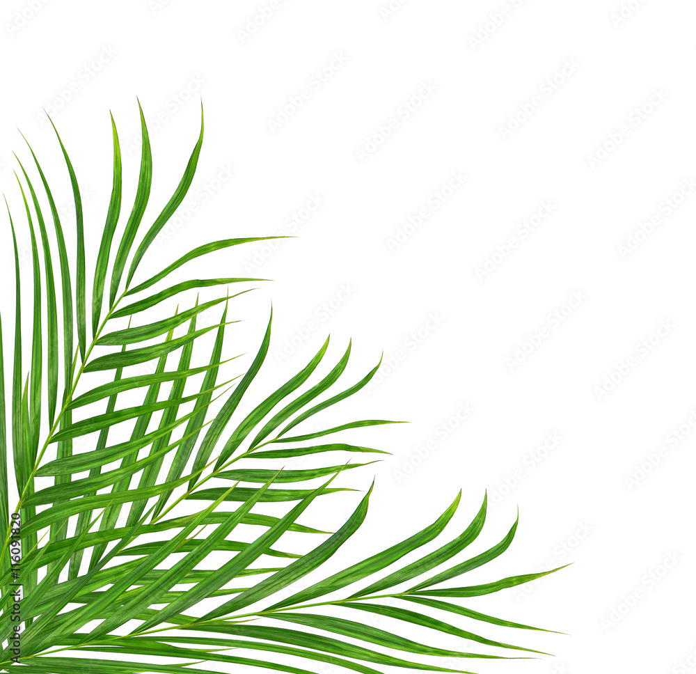 Obraz premium Green leaves of palm tree isolated on white background