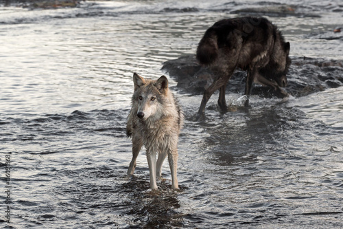 Grey Wolf (Canis lupus) Looks Left From River © geoffkuchera