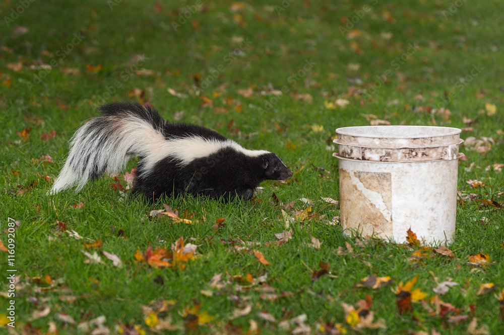 Striped Skunk (Mephitis mephitis) Walks Towards Bucket Striped Skunk (Mephitis mephitis) Walks Towards Bucket