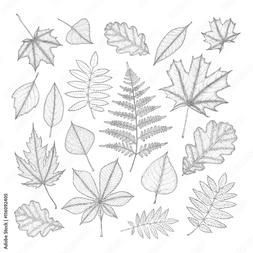 large set of gray leaves of different trees. Hand drawing. Vector