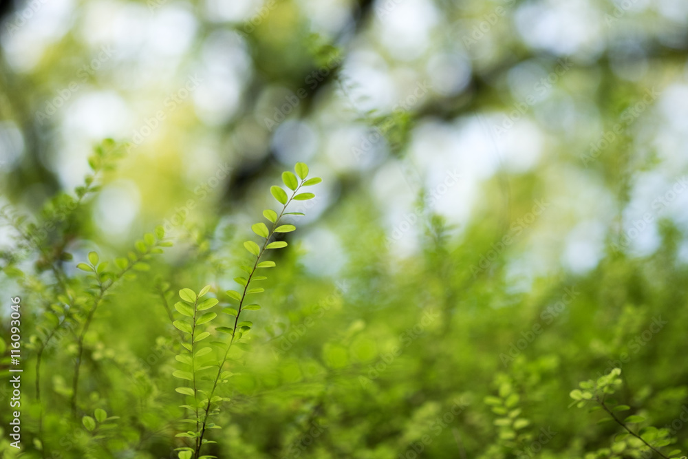 Bokeh of bush Bokeh of bush