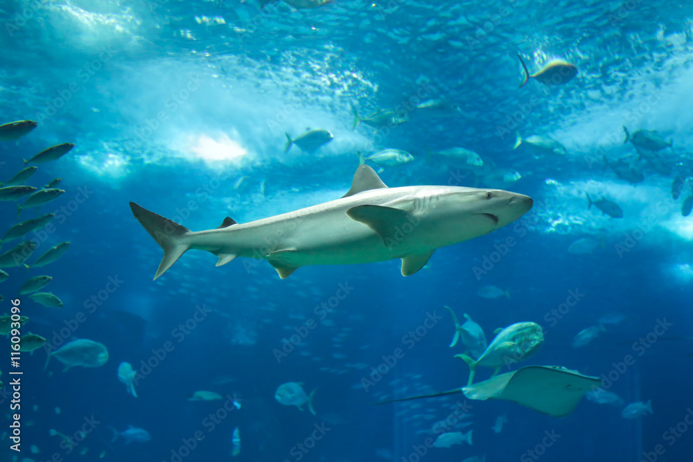 Fototapeta premium Lisbon Oceanarium main tanK
