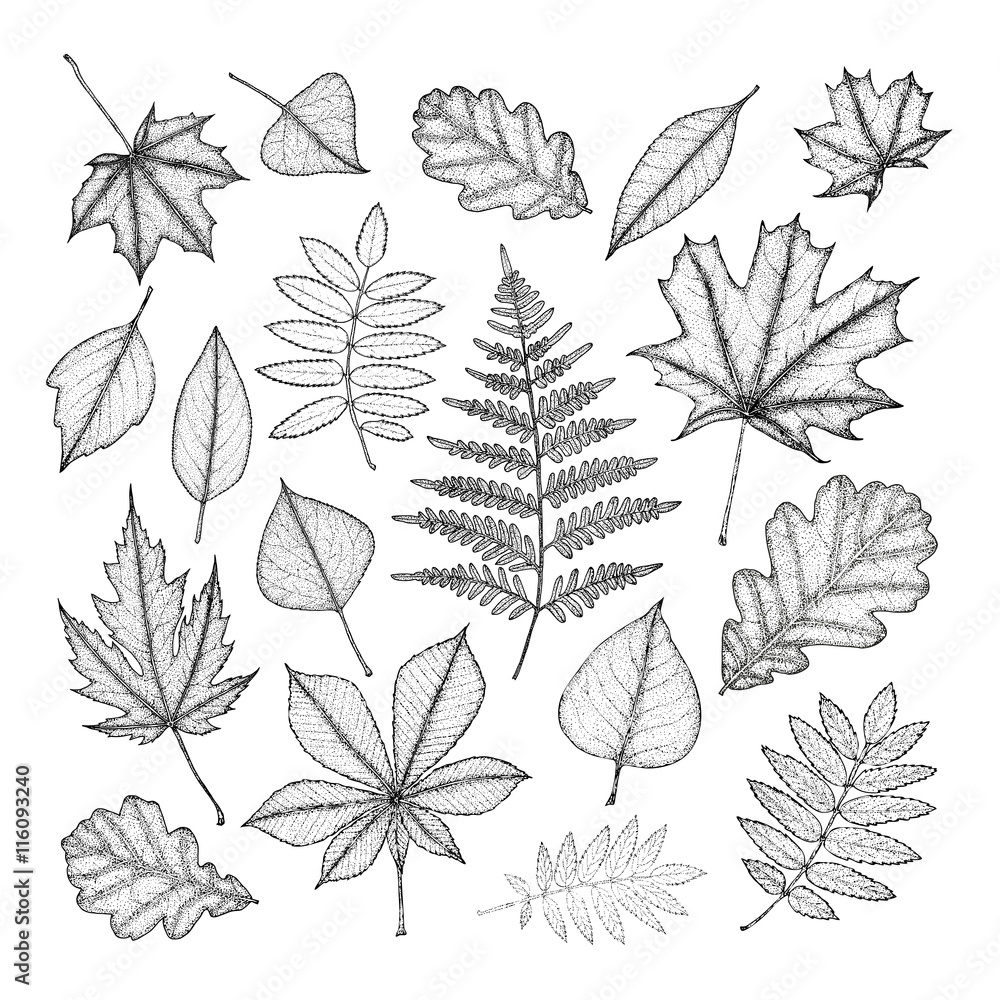 large set of leaves of various trees. Hand drawing. 