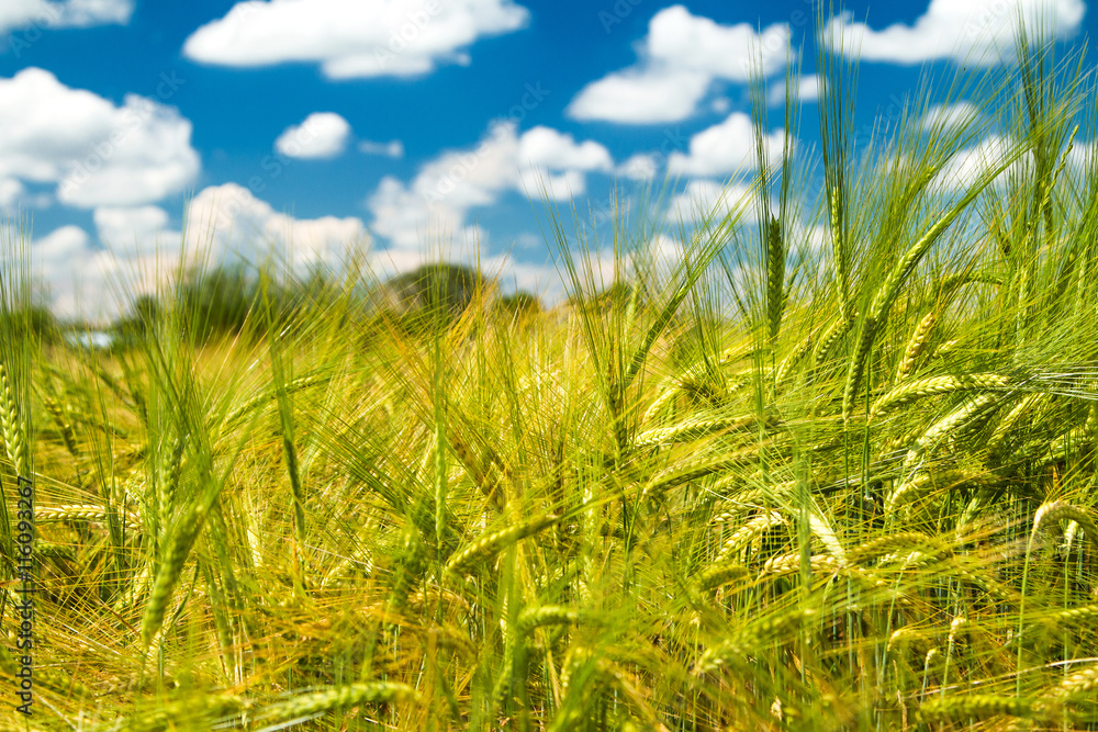     Field of wheat on sunlight, cloudy sky, nature park Lonjsko polje, Croatia 