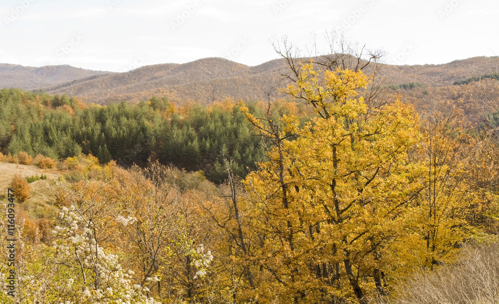 Fototapeta premium Hills in autumn