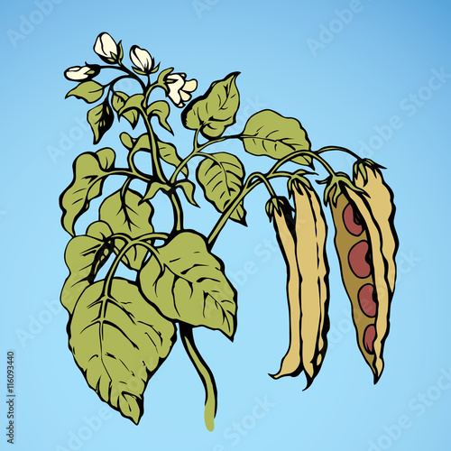 Branches beans. Vector drawing