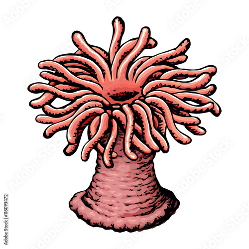 Sea anemone. Vector sketch