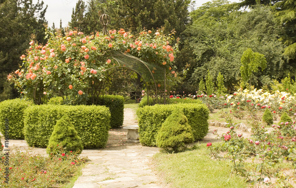 Rose garden, Bulgaria
