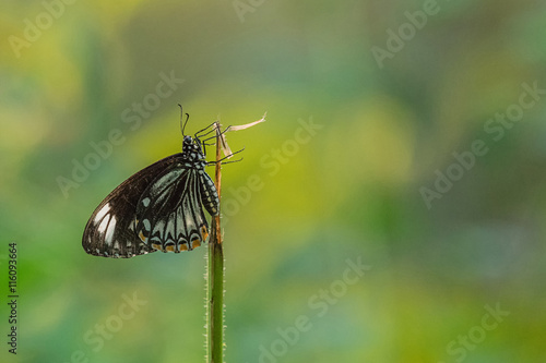 Schmetterling