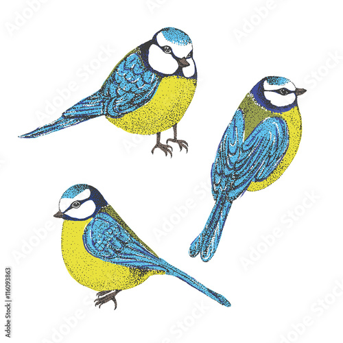Flock of blue tits isolated over white background