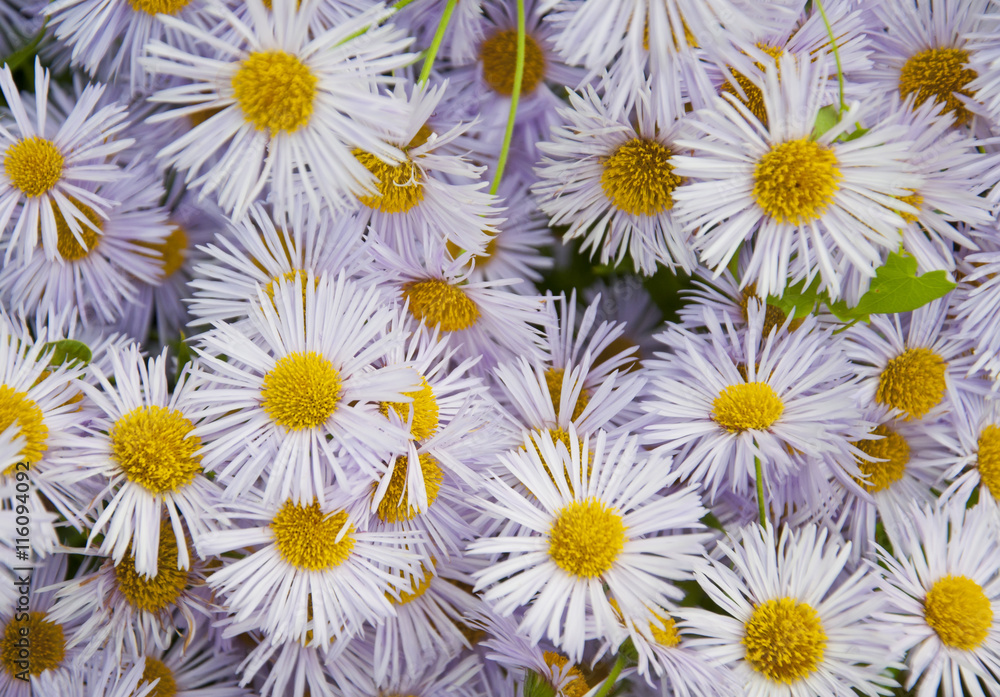 Fototapeta premium Flowering. Chamomile. Blooming chamomile field