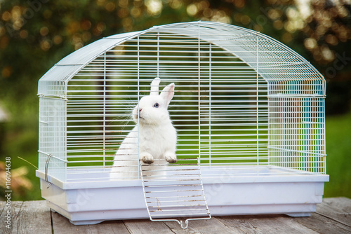 Little white rabbit sitting in the cage