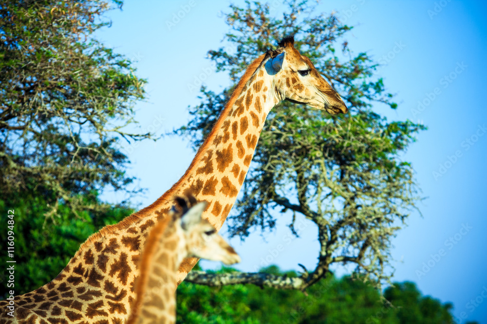 A beautiful portrait of two giraffes on savana background A beautiful portrait of two giraffes on savana background