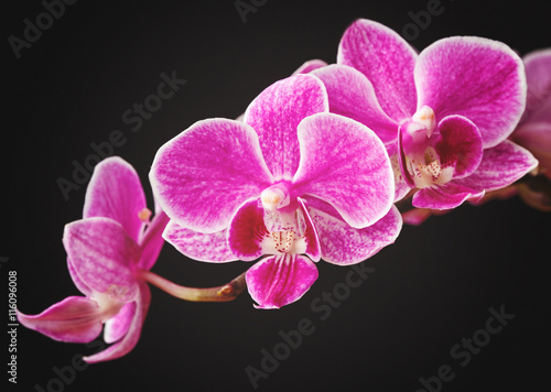 branch of pink orchids isolated on a black background