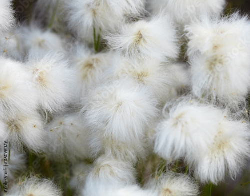 Marsh plants - cotton grass