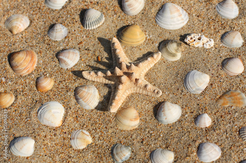 Starfish And Shell On Background Of Sand Beach Outdoor Top View.