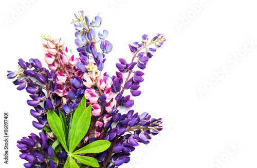 Lupine flowers isolated