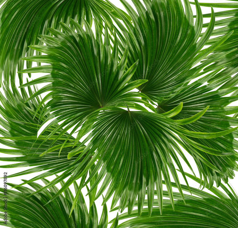 Green leaves of palm tree on white background Green leaves of palm tree on white background